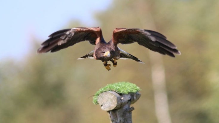 image of flying falcon